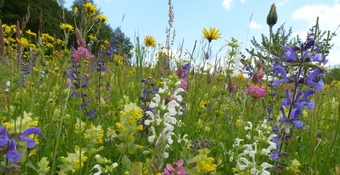 Blumenwiese