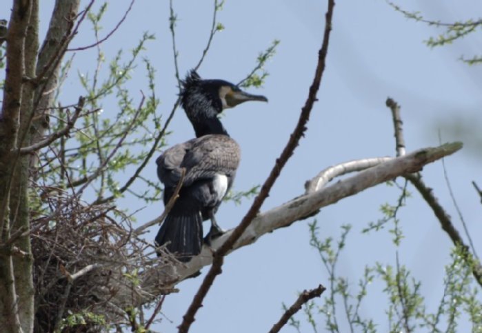 Kormoran im Radolfzeller Aachried