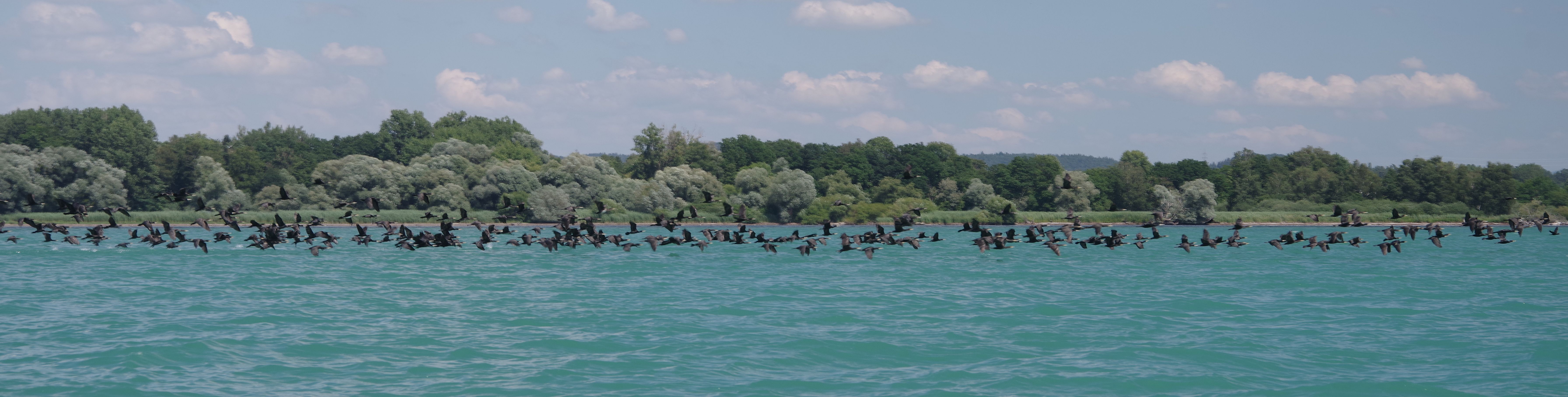 Riesiger Trupp Kormorane am Bodensee